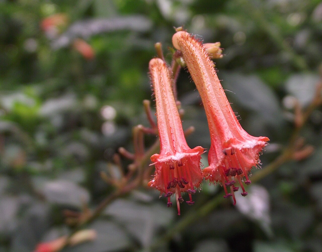 Cuphea subuligera: Cuphea caecilae at New York Botanical Garden, Bronx, NY, USA