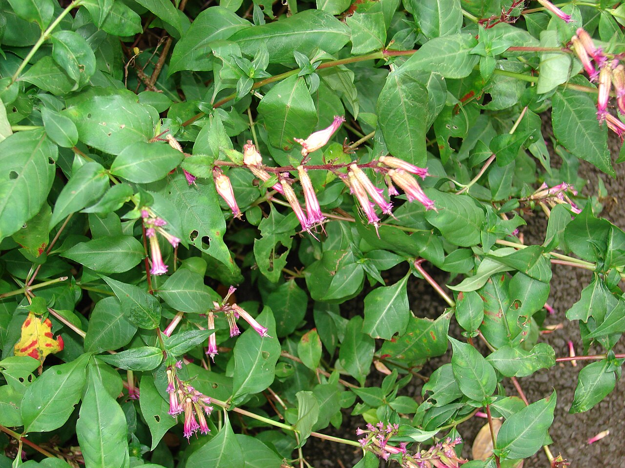 Cuphea subuligera: Cuphea subuligera (Mauve cuphea, lavender cuphea) Flowers and leaves at Enchanting Floral Gardens of Kula, Maui, Hawaii. April 30, 2009 #090430-6869 Image Use P