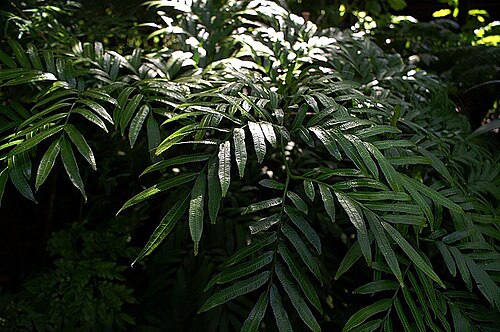 Cuphea subuligera: Location taken: the New York Botanical Garden. Names: Cuphea caecilae , Cuphe Classification: Plantae > Tracheophyta > Spermatopsida > Myrtales > Lythraceae > L