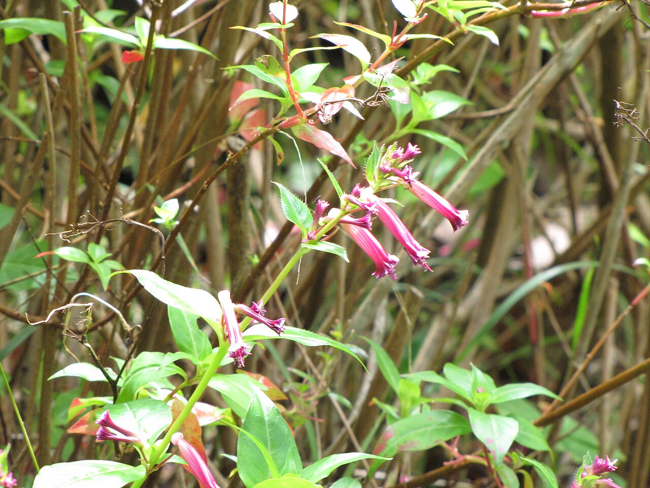 Cuphea subuligera: Cuphea subuligera (Mauve cuphea, lavender cuphea) Flowers at Kula Botanical Garden, Maui, Hawaii. March 07, 2011 #110307-2337 Image Use Policy