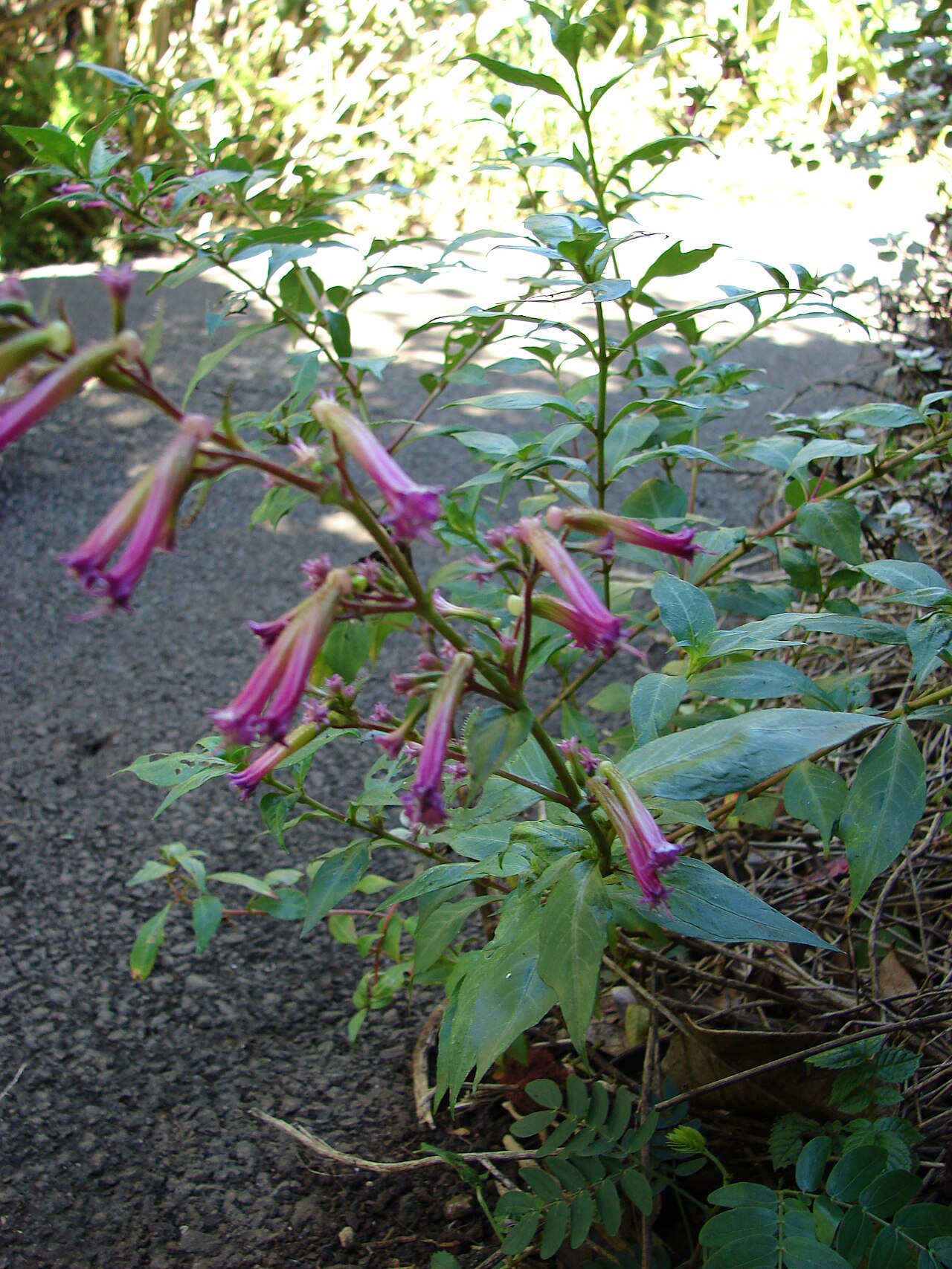 Cuphea subuligera: Cuphea subuligera (flowering habit). Location: Maui, Enchanting Floral Gardens of Kula