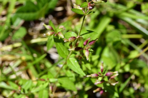Cuphea tolucana (Cuphea tolucana)