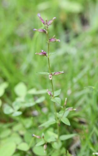 Cuphea tolucana (Cuphea tolucana)