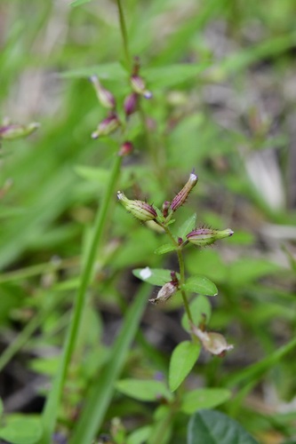 Cuphea tolucana (Cuphea tolucana)