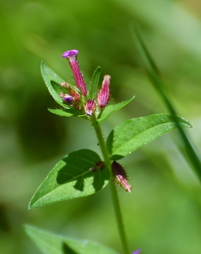 Cuphea tolucana (Cuphea tolucana)