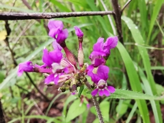 Cuphea tolucana (Cuphea tolucana)