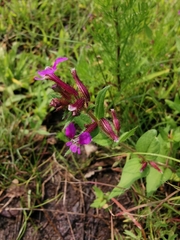 Cuphea tolucana (Cuphea tolucana)