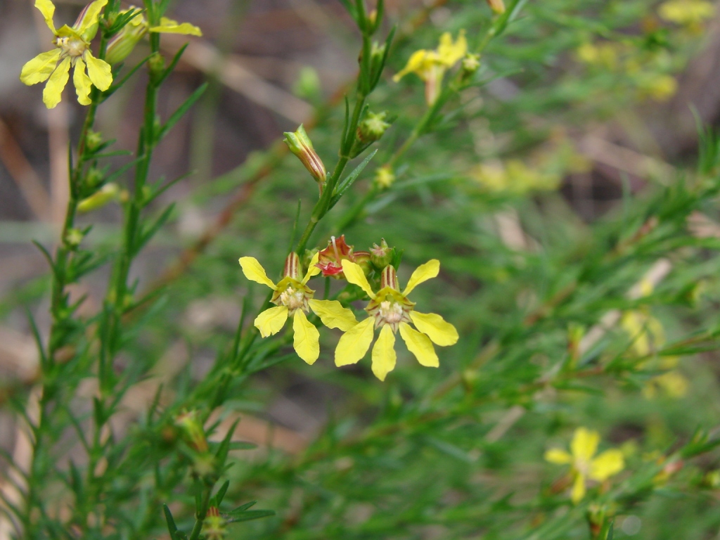 Cuphea xanthopetala: Cuphea xanthopetala - LYTHRACEAE - Parque Nacional da Chapada dos Veadeiros - Povoado São Jorge - Alto Paraíso de Goiás - Goiás - Brasil.
