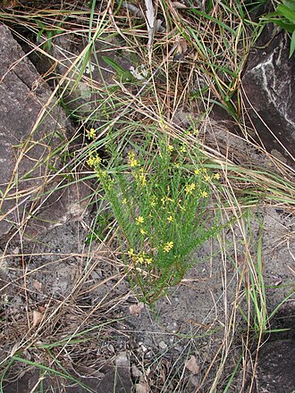 Cuphea xanthopetala: Cuphea xanthopetala - LYTHRACEAE - Parque Nacional da Chapada dos Veadeiros - Povoado São Jorge - Alto Paraíso de Goiás - Goiás - Brasil.