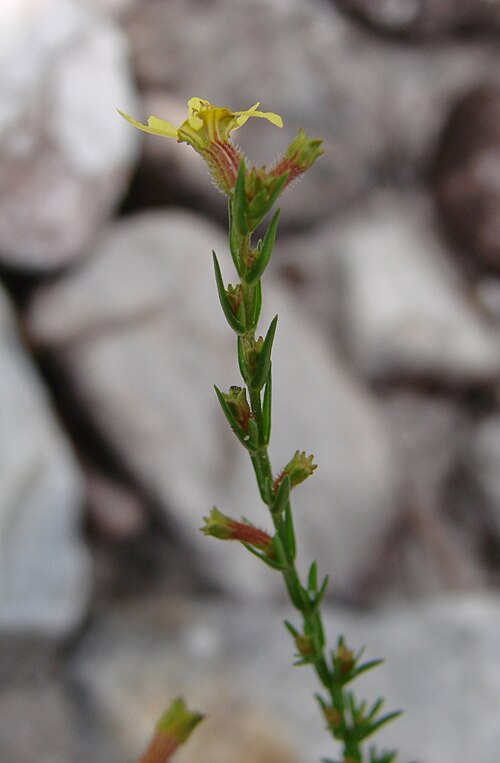 Cuphea xanthopetala: Cuphea xanthopetala - LYTHRACEAE Parque Nacional da Chapada dos Veadeiros - Povoado São Jorge - Alto Paraíso de Goiás - Goiás - Brasil.