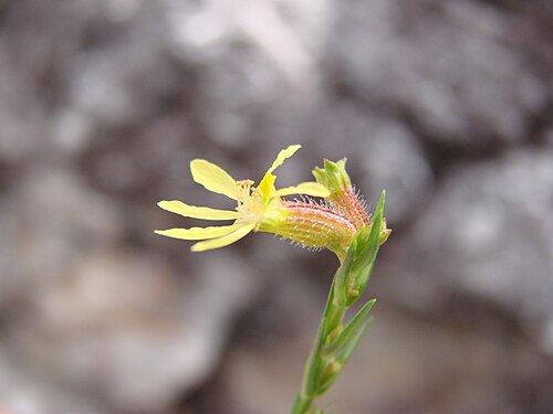 Cuphea xanthopetala: Cuphea xanthopetala - LYTHRACEAE - Parque Nacional da Chapada dos Veadeiros - Povoado São Jorge - Alto Paraíso de Goiás - Goiás - Brasil.