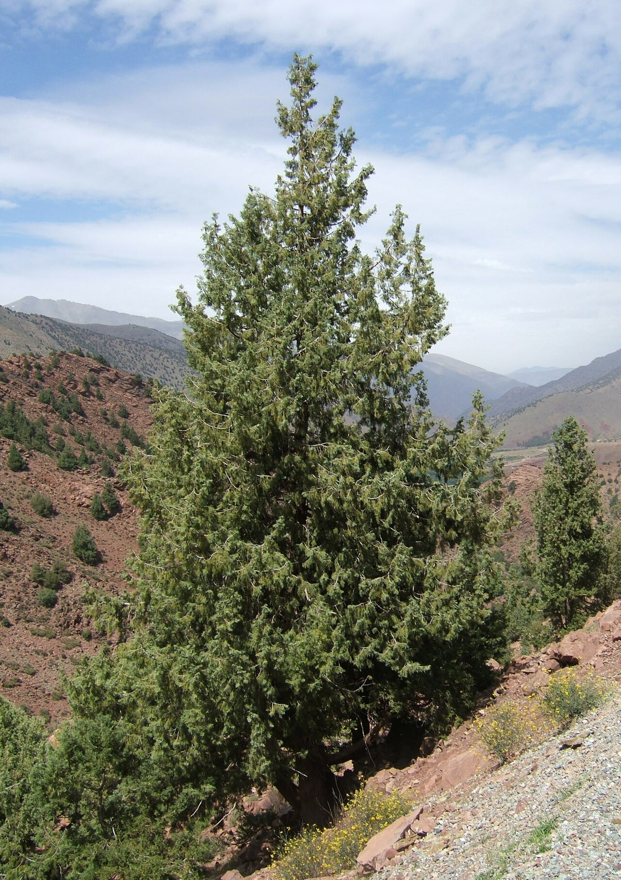 Moroccan cypress: Cupressus atlantica , Oued-n-Fiis valley, Morocco