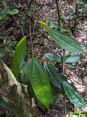 Curarea candicans (Curarea candicans)