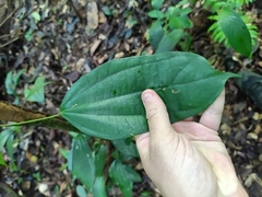Curarea candicans (Curarea candicans)