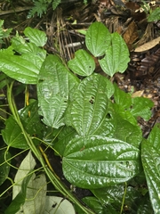 Curarea toxicofera (Curarea toxicofera)