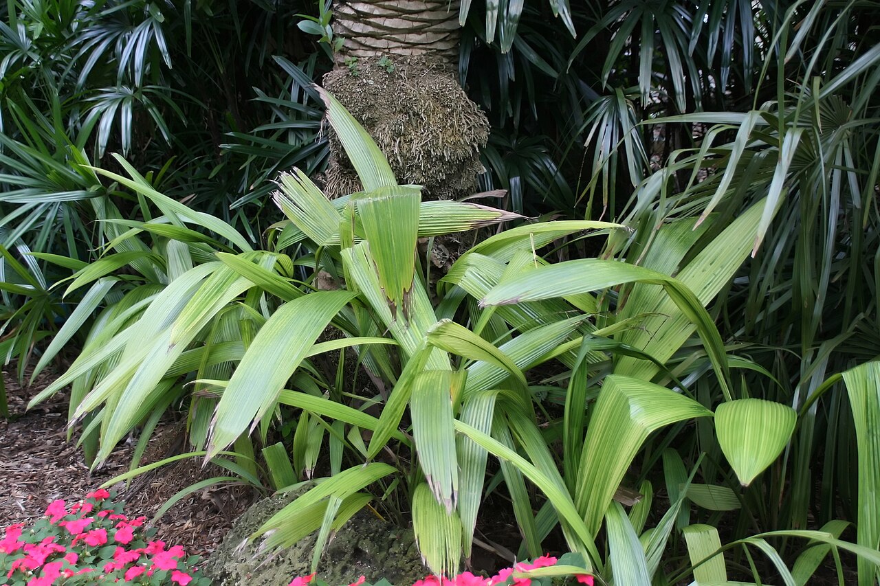 Palm-grass: Location taken: Fairchild Tropical Botanic Garden, Miami, FL USA. Names: Molineria capitulata (Lour.) Herb., Palm Grass, Palm-Grass, 船仔 Classification: Plantae