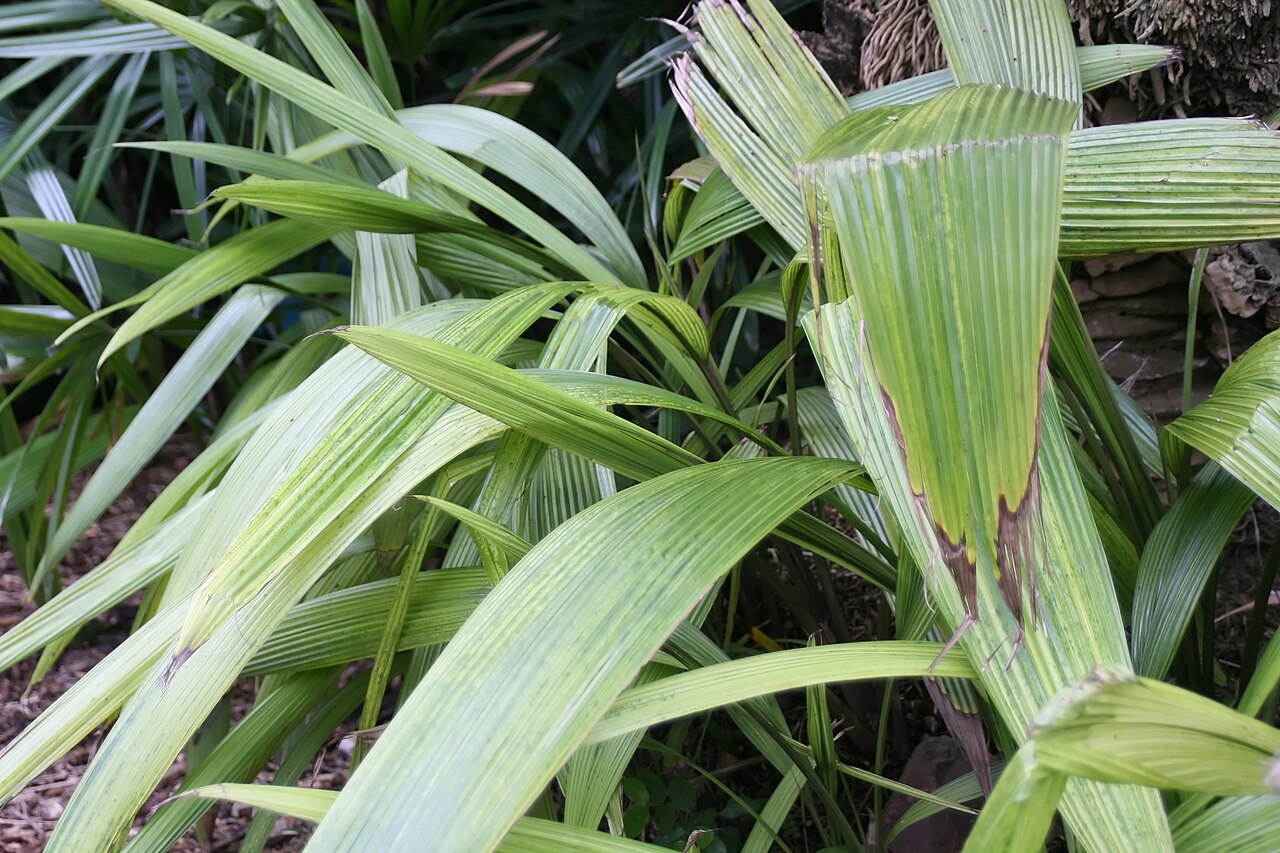 Palm-grass: Location taken: Fairchild Tropical Botanic Garden, Miami, FL USA. Names: Molineria capitulata (Lour.) Herb., Palm Grass, Palm-Grass, 船仔 Classification: Plantae