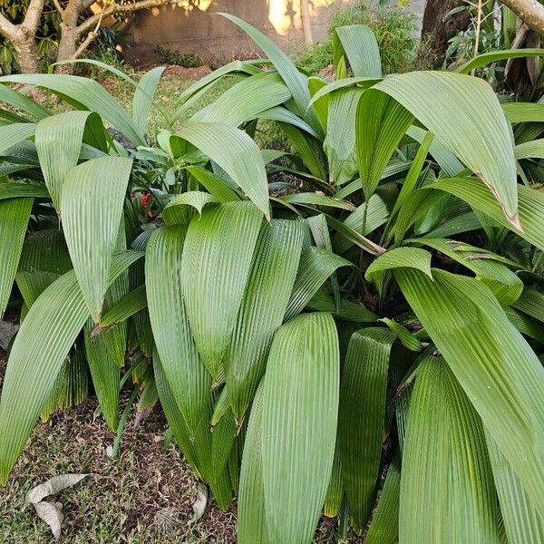 Palm-grass (Curculigo capitulata)