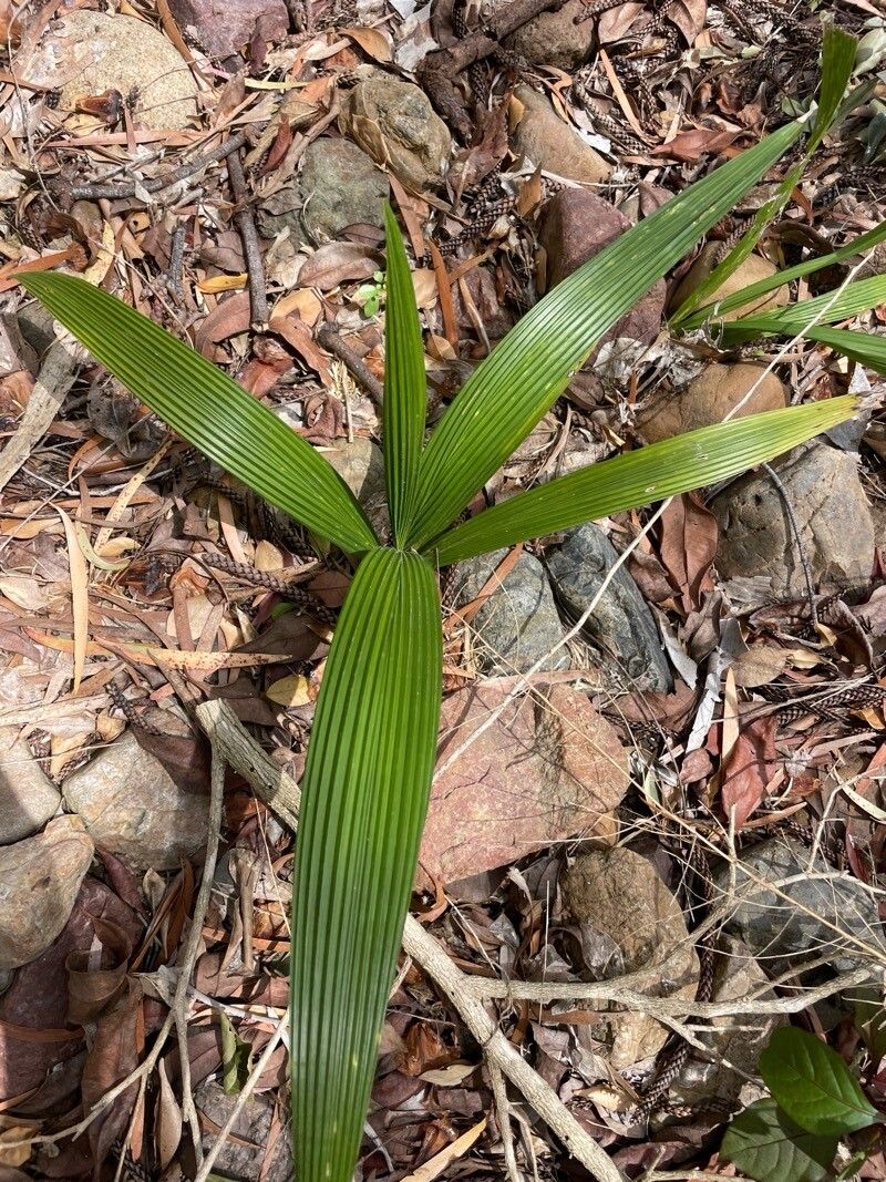 Palm-grass (Curculigo capitulata)