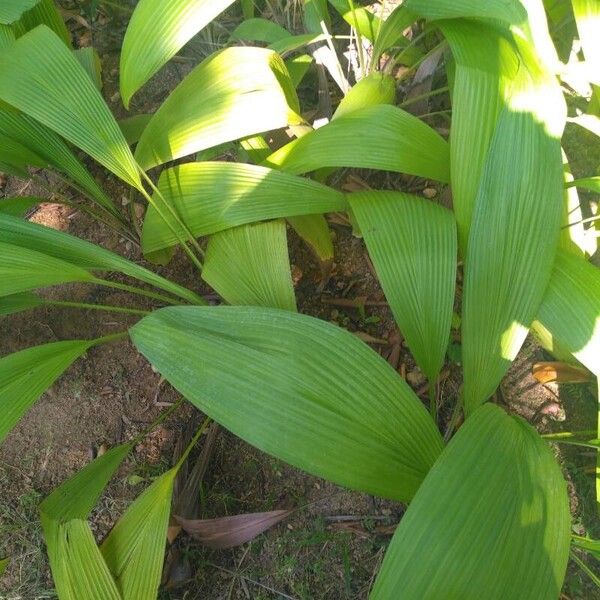 Palm-grass (Curculigo capitulata)