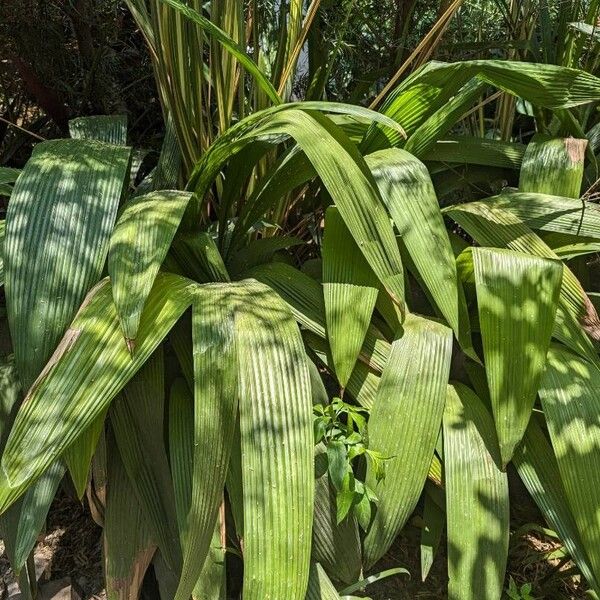 Palm-grass (Curculigo capitulata)