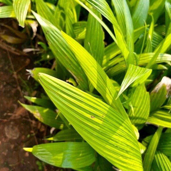 Palm-grass (Curculigo capitulata)