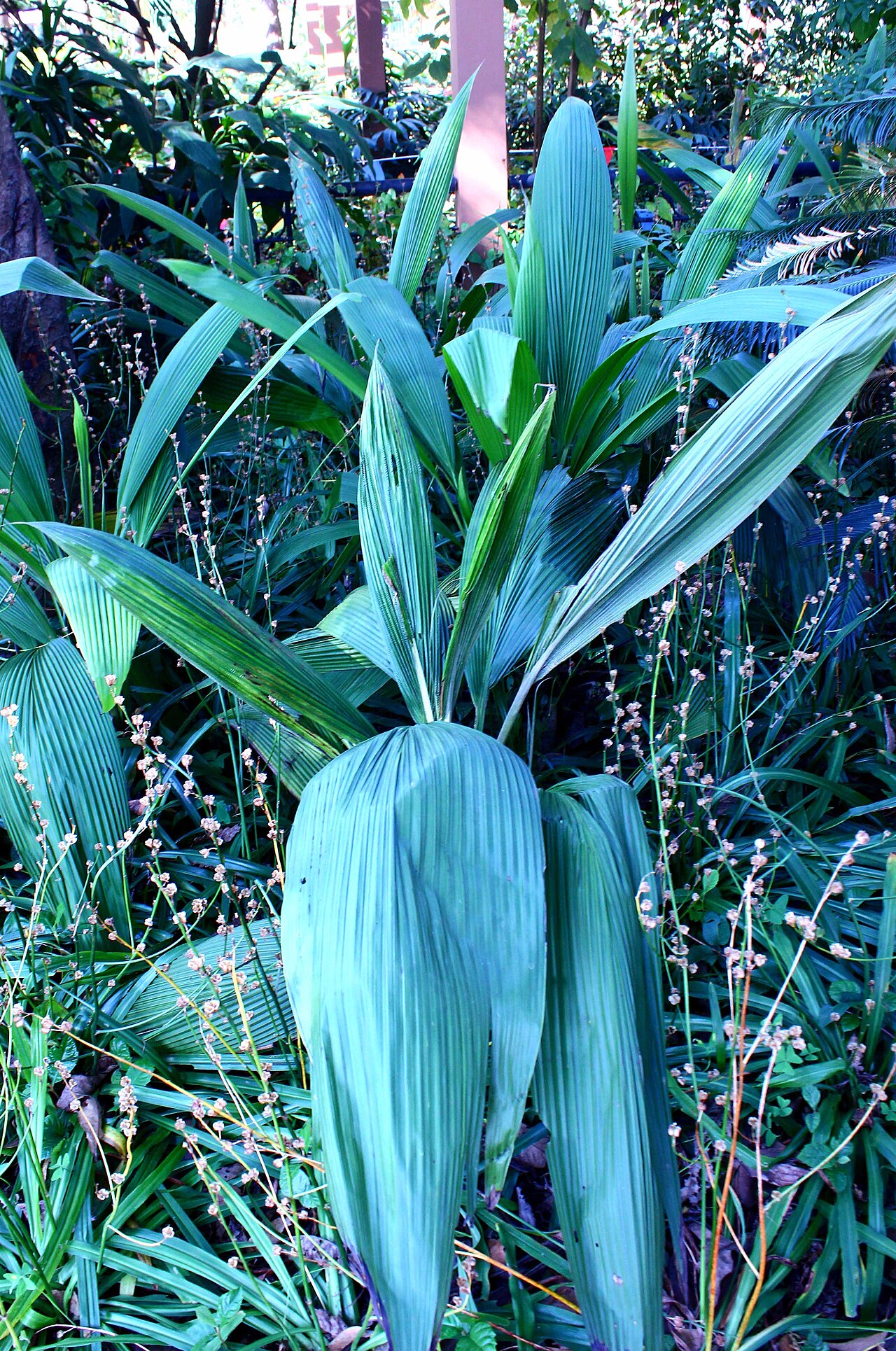 Palm-grass: 大叶仙茅(Curculigo capitulata),昆明植物园