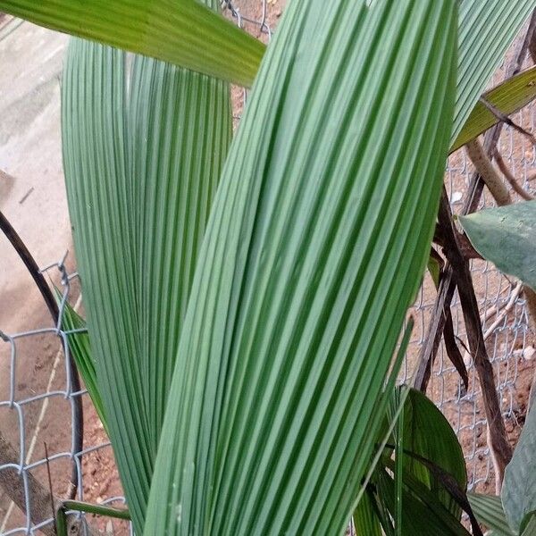 Palm-grass (Curculigo capitulata)