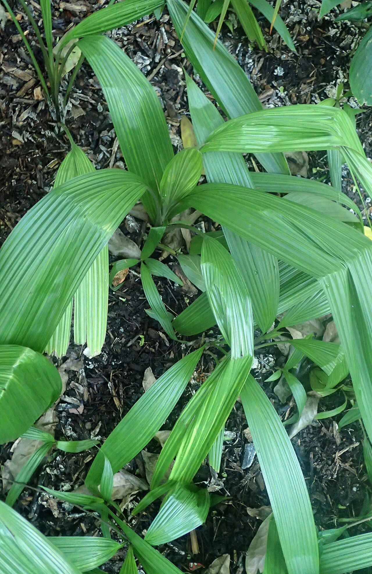 Palm-grass: Curculigo capitulata in the Missouri Botanical Garden, St. Louis