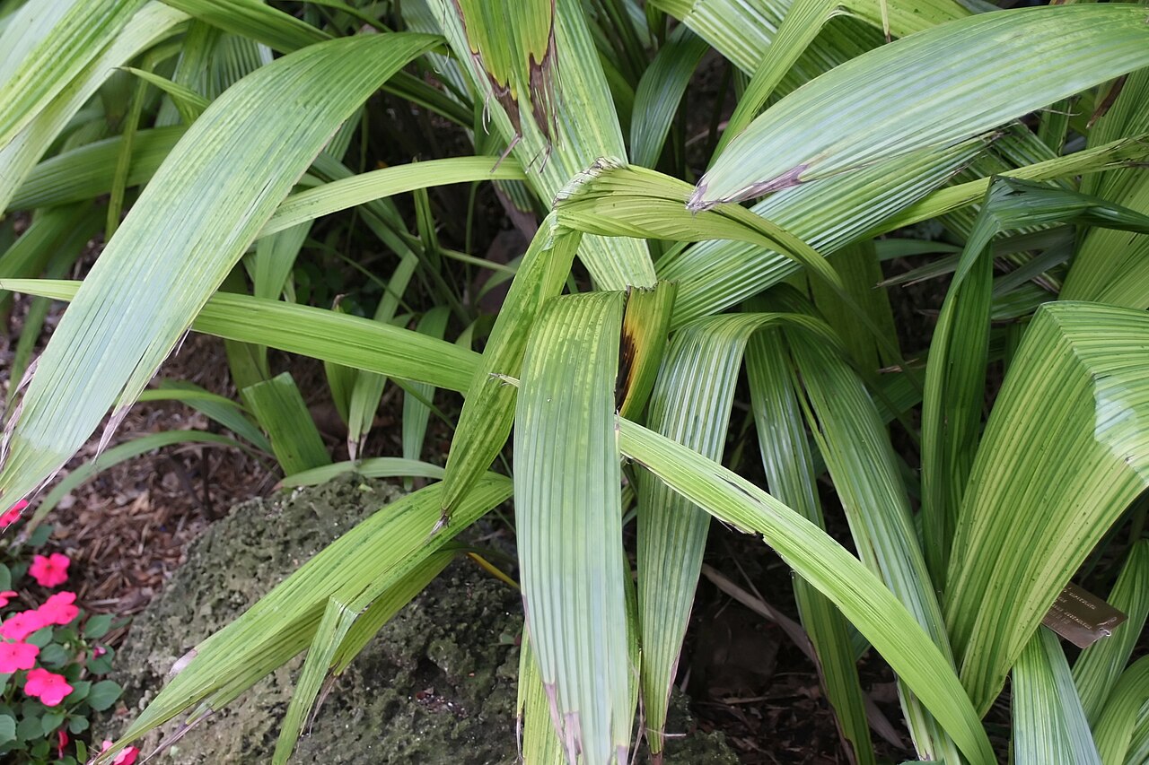 Palm-grass: Location taken: Fairchild Tropical Botanic Garden, Miami, FL USA. Names: Molineria capitulata (Lour.) Herb., Palm Grass, Palm-Grass, 船仔 Classification: Plantae