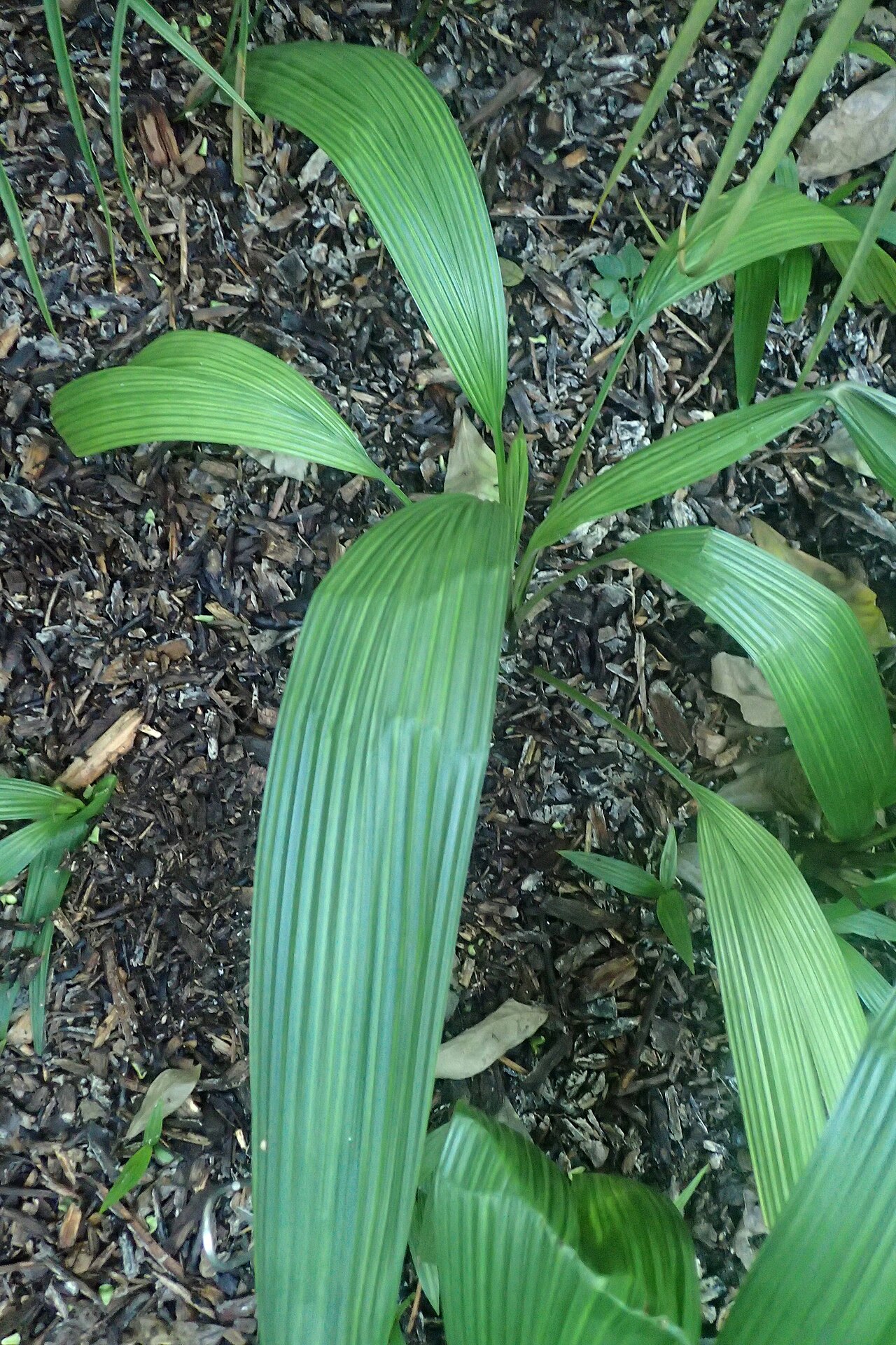 Palm-grass: Curculigo capitulata in the Missouri Botanical Garden, St. Louis