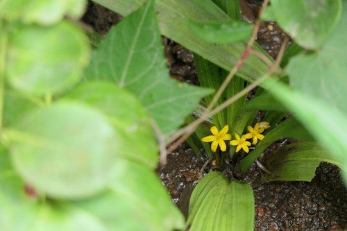 Golden eye-grass (Curculigo orchioides)