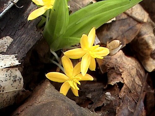 Golden eye-grass: Yellow Ground Star