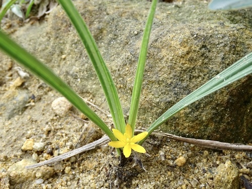 Golden eye-grass (Curculigo orchioides)