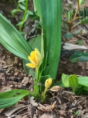 Golden eye-grass (Curculigo orchioides)
