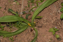 Golden eye-grass (Curculigo orchioides)