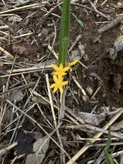 Golden eye-grass (Curculigo orchioides)