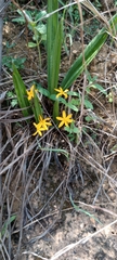 Golden eye-grass (Curculigo orchioides)