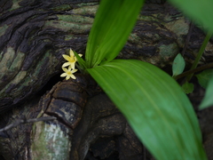 Golden eye-grass (Curculigo orchioides)