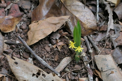 Golden eye-grass (Curculigo orchioides)