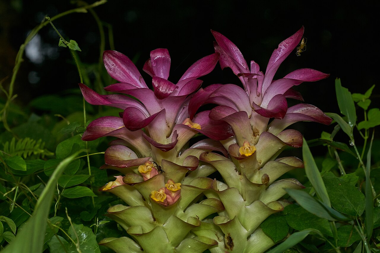 East Indian arrowroot: Curcuma angustifolia , East Indian Arrowroot, is a Zingiberaceae species native to the Indian subcontinent.