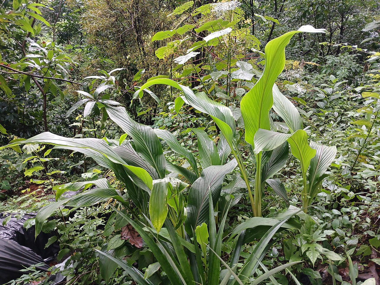 East Indian arrowroot: Nativeplants Botanical Garden