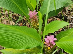 Curcuma australasica (Curcuma australasica)