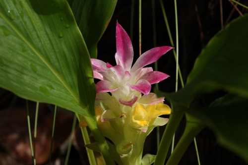 Curcuma australasica (Curcuma australasica)