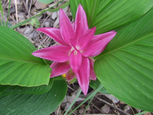 Curcuma australasica (Curcuma australasica)