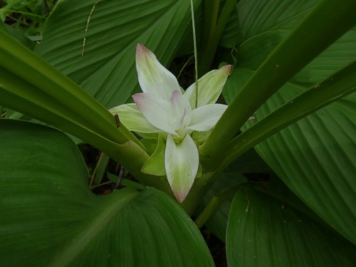 Curcuma australasica (Curcuma australasica)