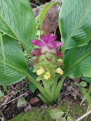 Curcuma australasica (Curcuma australasica)