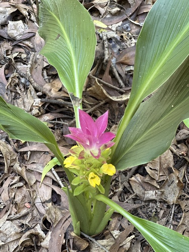 Curcuma australasica (Curcuma australasica)