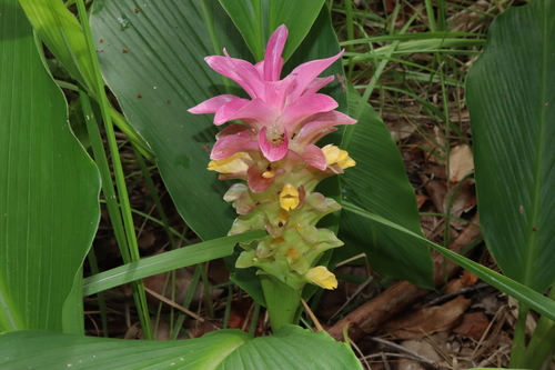 Curcuma australasica (Curcuma australasica)