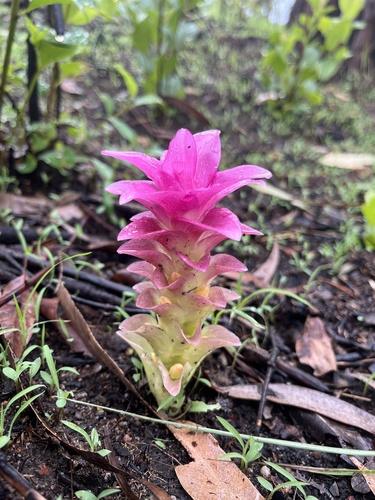Curcuma australasica (Curcuma australasica)